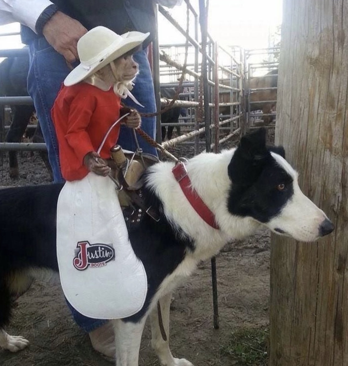 karelian bear dog - Justin